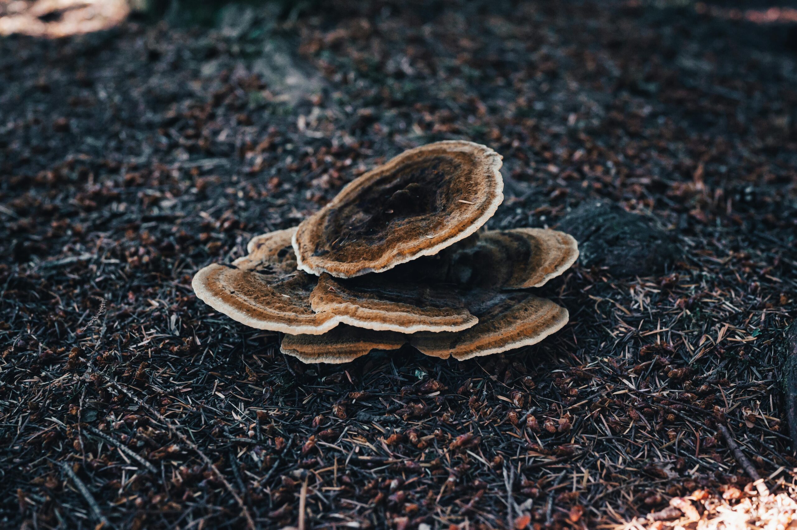 8 Turkey Tail Mushroom Benefits You Must Know About